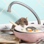 Pulire e igienizzare periodicamente cucina, dispense, cantine, taverne e garage aiuta la prevenzione contro i topi