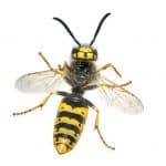 Le vespe, ornate di giallo e nero, fanno parte della famiglia dei vespidi