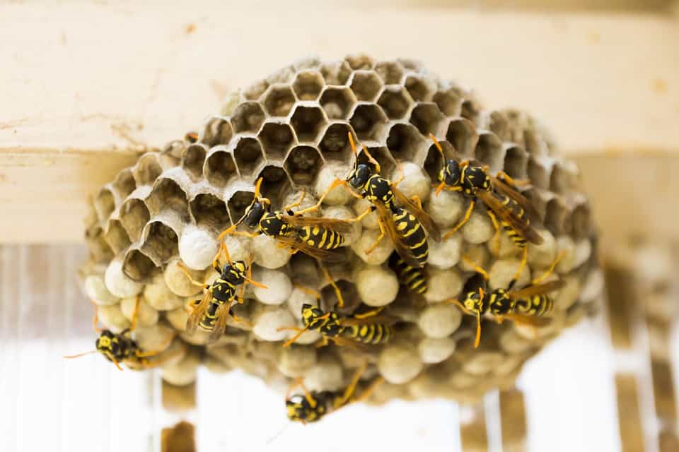 Come eliminare un nido di vespe