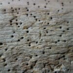 Come accorgersi che il legno è infestato dai tarli?