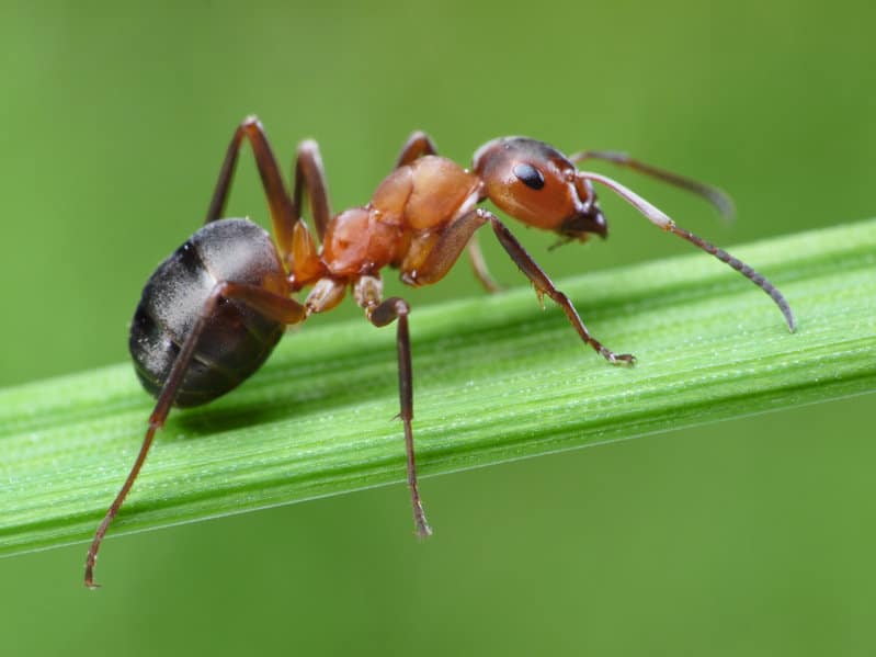 disinfestazione-formiche