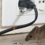 In foto viene evidenziato un ratto che mangia dei fili elettrici