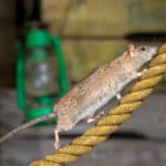 Il ratto ha i sensi molto sviluppati che gli permettono di adattarsi a qualsiasi situazione