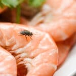 Allontanare o eliminare le mosche dalle nostre case è necessario per evitare di entrare in contatto con agenti patogeni