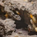Esistono diverse specie di termiti del legno, ma una delle più comuni è la termite sotterranea