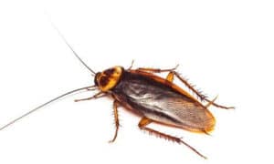 Generalmente blatte e scarafaggi preferiscono le zone particolarmente sporche