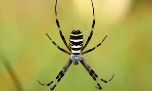 La prevenzione è il primo passo per evitare un'infestazione di ragni