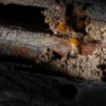 Questi insetti si nutrono di legno e possono causare danni significativi alle strutture degli edifici